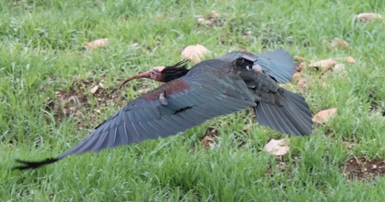 “Molimo sve da joj ne prilaze”: U Hrvatsku doletjela ptica koja je izumrla u Europi