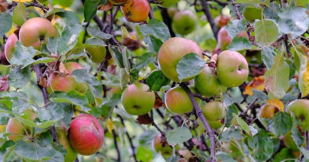 U Hrvatskoj velik pad uroda jabuka. Očekuje se rast cijena