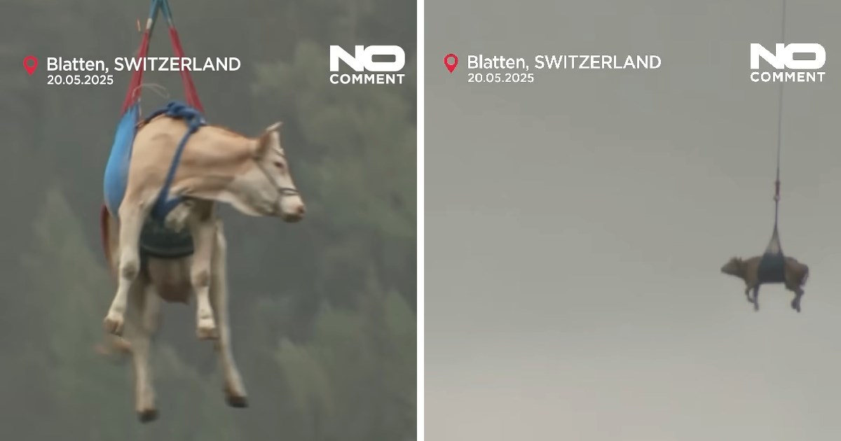 VIDEO Leteće krave: U Švicarskoj evakuirali stado helikopterom