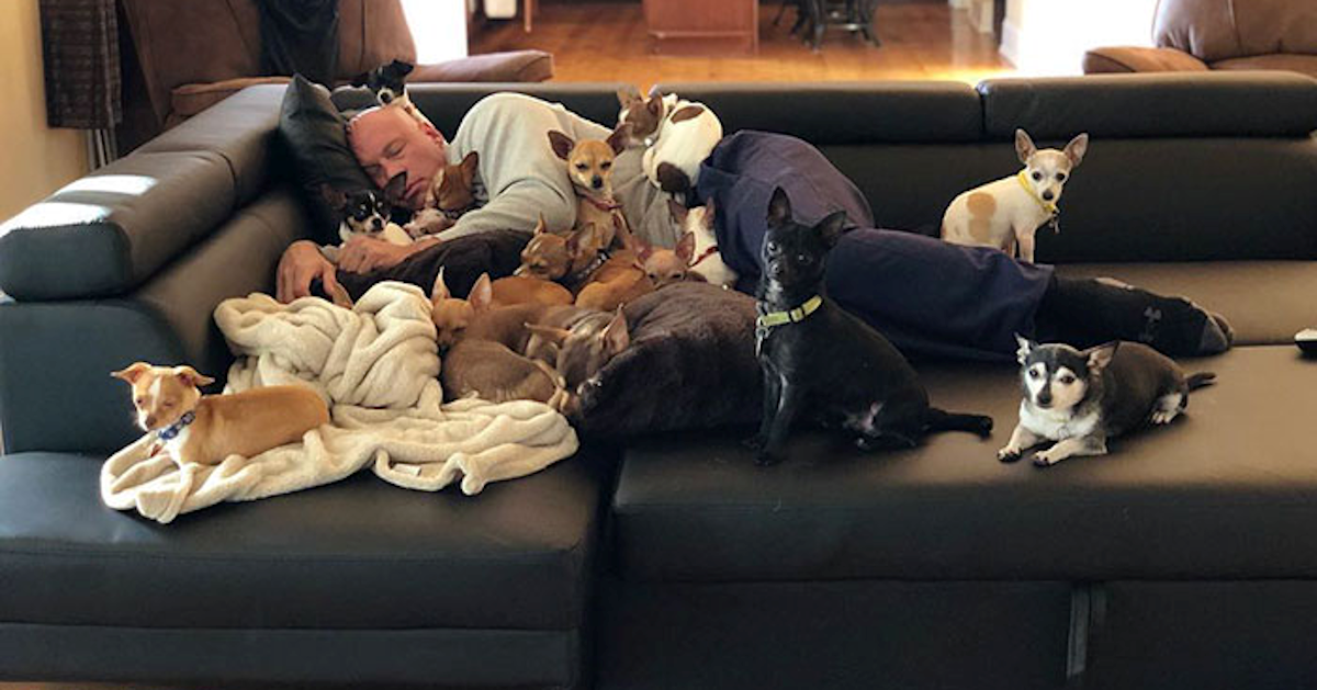 Ismijavao je male pse, a onda mu je život spasila jedna čivava