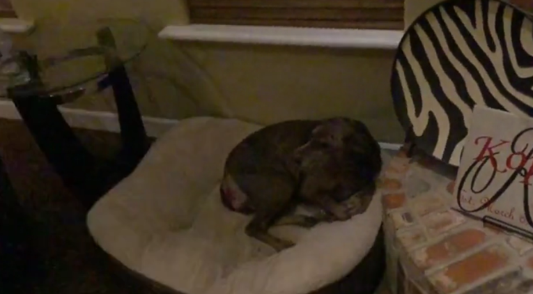 Vlasnik pokušao psa istjerati iz kreveta, njegov odgovor na to je urnebesan