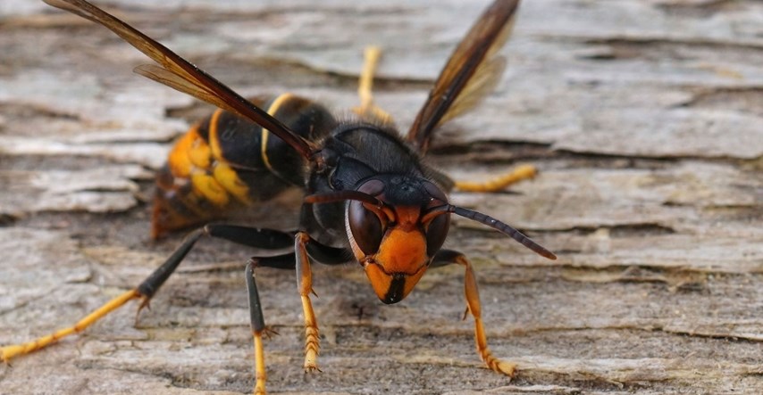 Azijski stršljeni ubijaju pčele po Europi, tvrde europarlamentarci