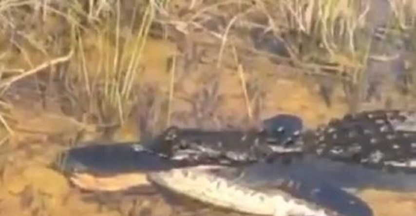 Snimka otkrila tko je izašao kao pobjednik borbe do smrti pitona i aligatora