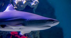 Istraživanje: U Jadranu živi 60 vrsta morskih pasa i raža, 70 posto ih je ugroženo