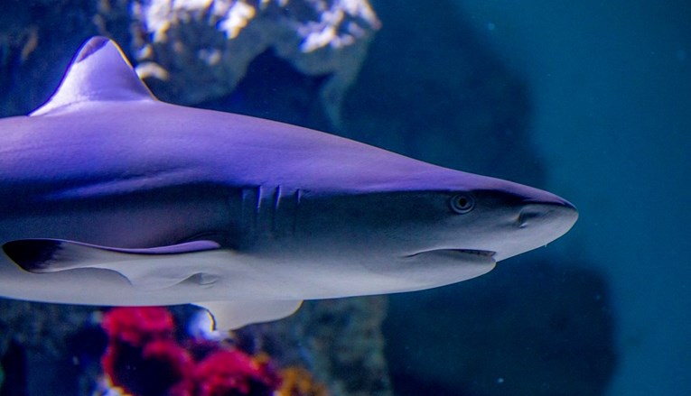 Istraživanje: U Jadranu živi 60 vrsta morskih pasa i raža, 70 posto ih je ugroženo