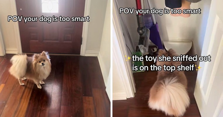 Vlasnica pokušala sakriti igračku svoje pomeranke, ali ona ju je nadmudrila