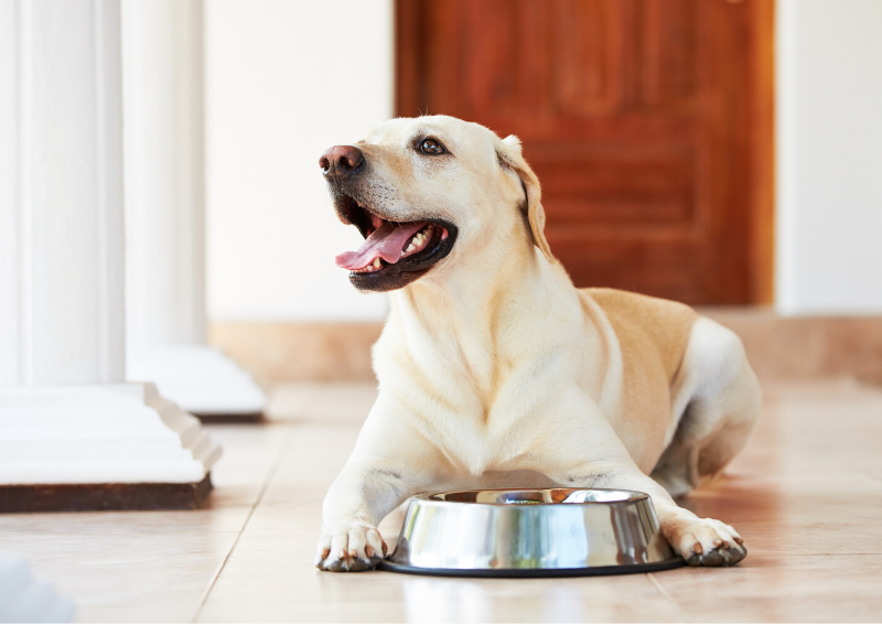 Saznajte koje su prednosti prehrane pasa BARF-om - sirovom hranom