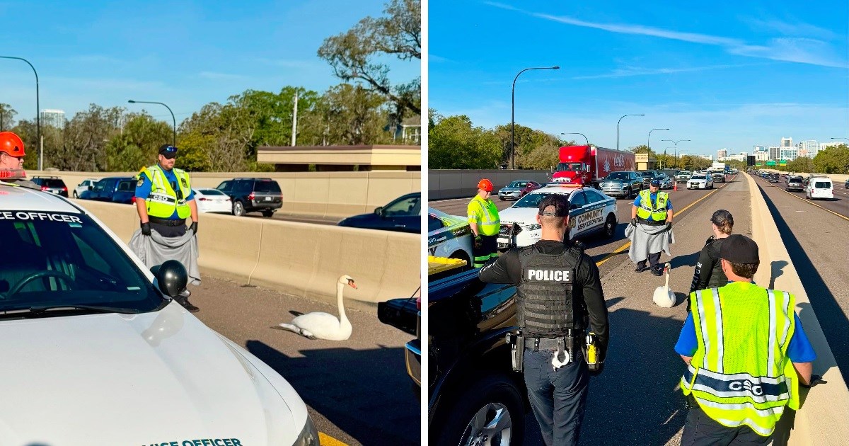 VIDEO Labud zalutao na autoput pa napravio kaos, policija ga jedva ulovila