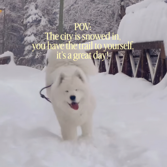 Preslatka samojedica uživa u zimskim radostima, video je viralan
