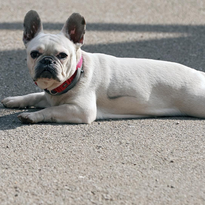FOTO Uzeo predah od šetnje: Francuski buldog legao nasred staze na Zrinjevcu