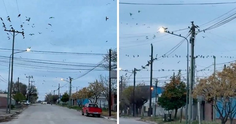 U Argentini posjekli šumu. Papige se spustile u grad, grizu kablove, izluđuju ljude