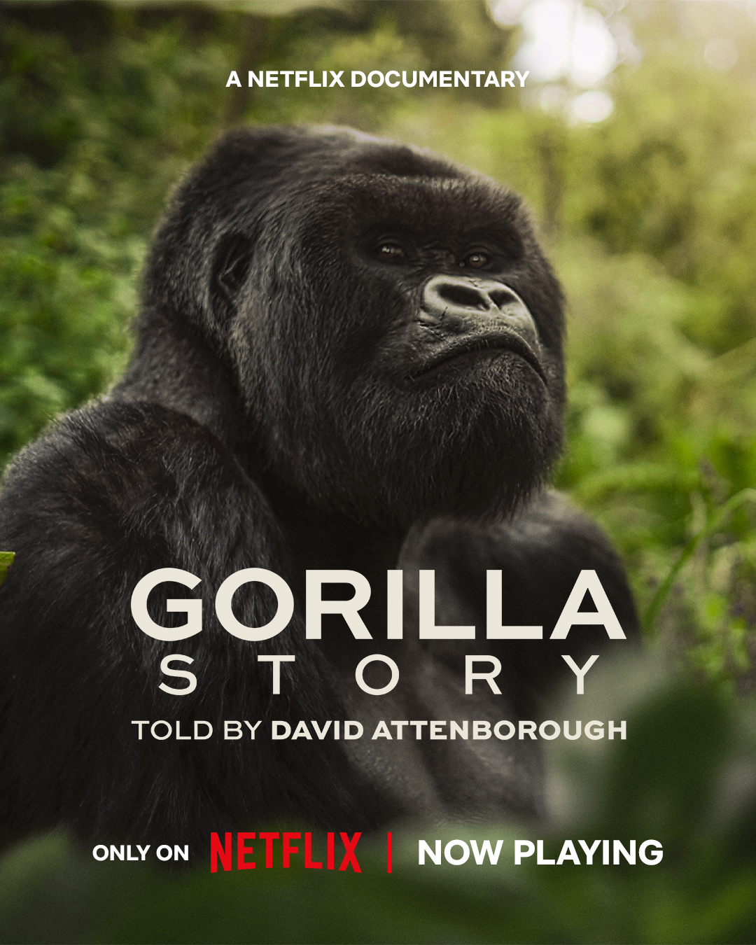 Dirljiva priča o gorilama na Netflixu: Tragedija, ali i nada za opstanak vrste