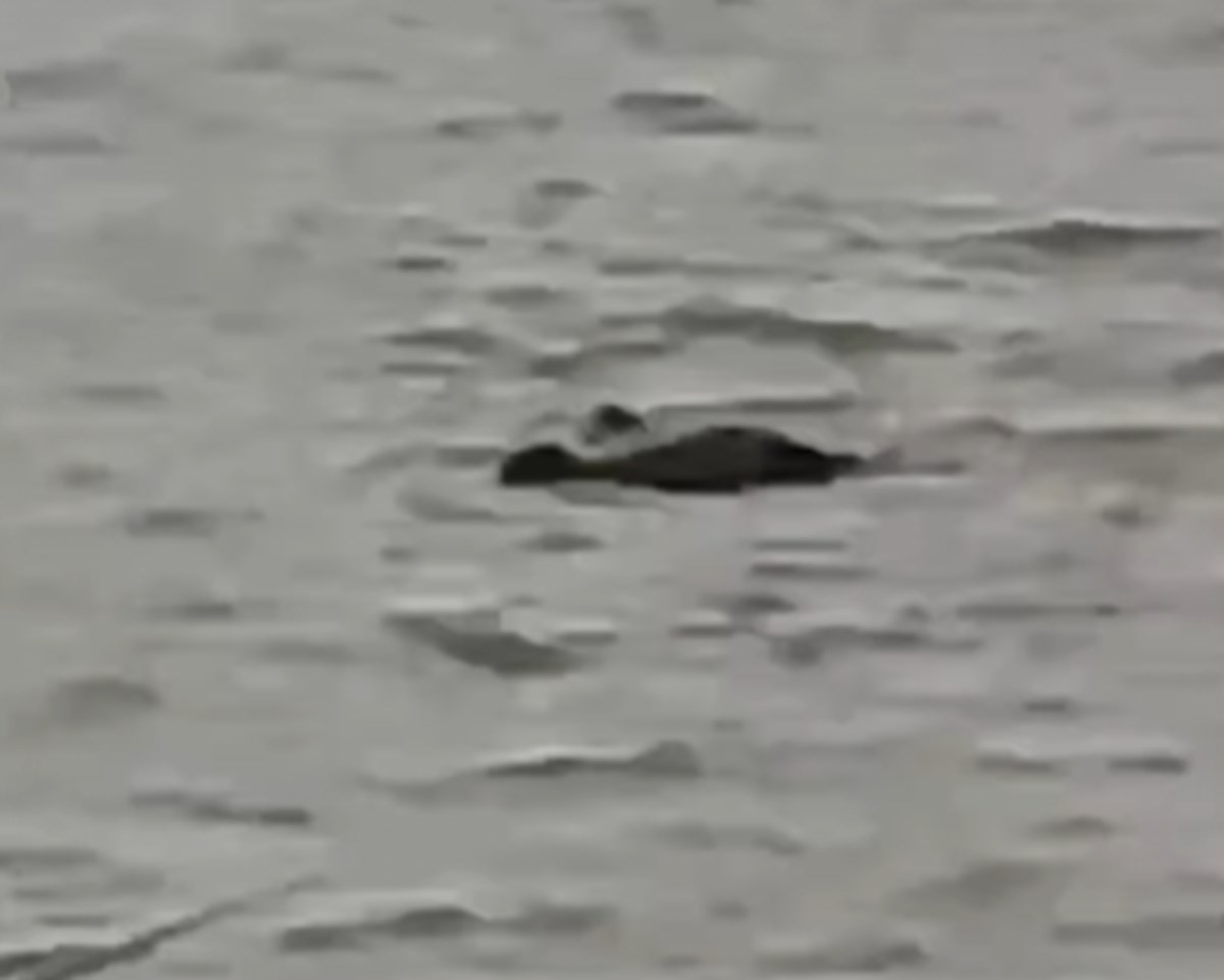 U Indiji nestao dječak (13), krokodil ga odvukao u rijeku