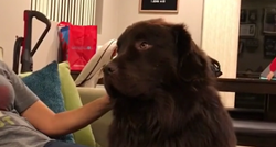 Ogromni pas naljutio se na vlasnicu, za oprost se morala dobro potruditi