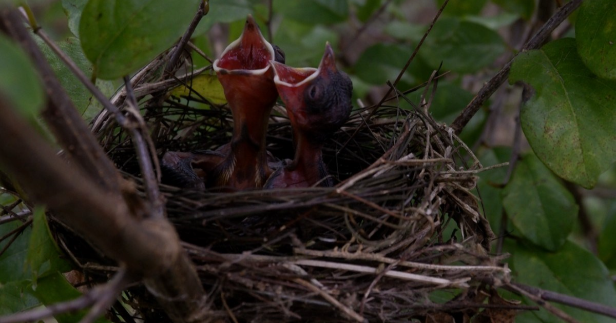 Znate li što napraviti ako pronađete ptića koji je ispao iz gnijezda?