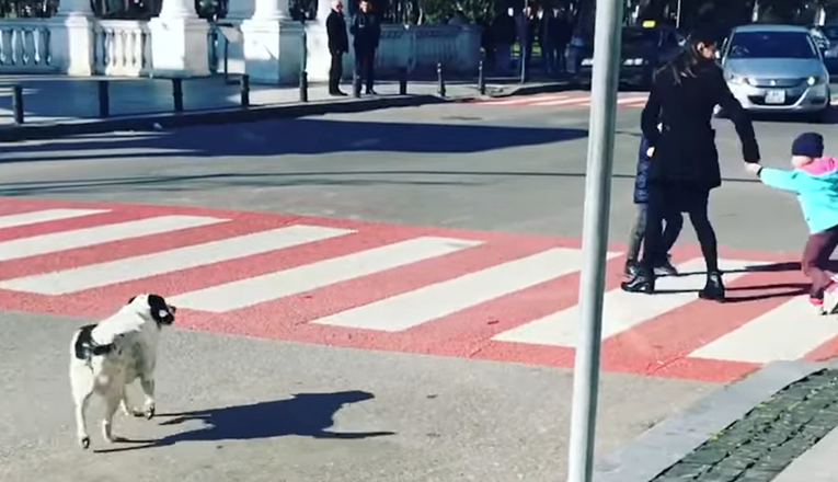 Ovaj je pas zaustavio promet kako bi djeca sigurno prešla cestu