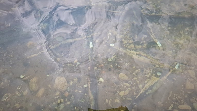 U Savi pronađeno više stotina rijetkih metalnih šipki iz vremena prije Krista