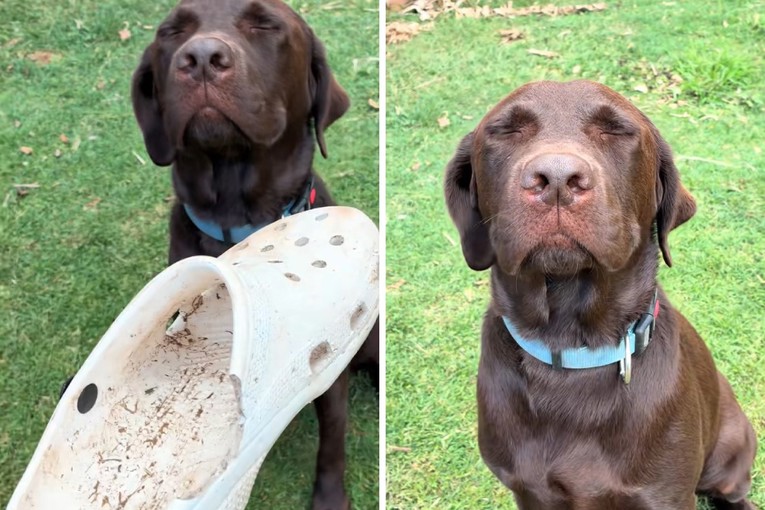 Labrador uništio vlasnikove Crocsice, njegova reakcija je sve