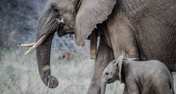 Ove hrabre životinje obranile su svoje mlade i pokazale jačinu majčine ljubavi