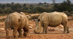 Nakon 40 godina izumiranja, nosorozi se vratili u Mozambik