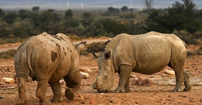 Nakon 40 godina izumiranja, nosorozi se vratili u Mozambik