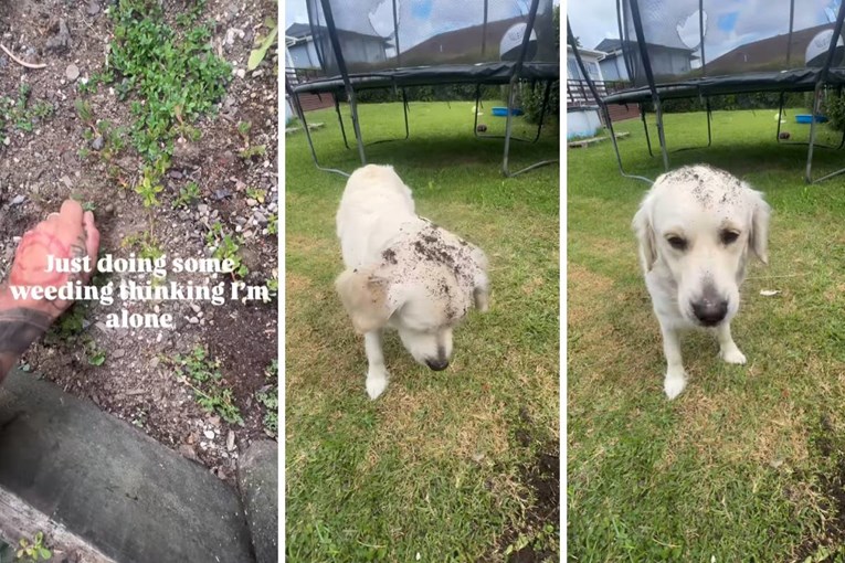 Zlatna retriverica pomogla vlasniku plijeviti vrt, video je viralan