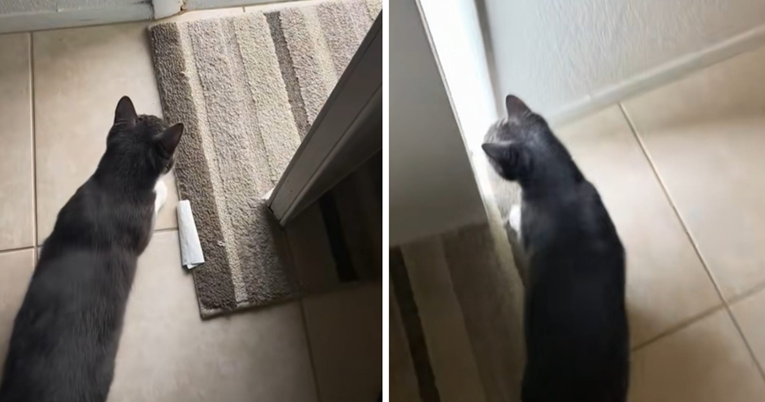 Pokazala kako je naučila svog mačka da ne izlazi iz kuće. Ljudi je osuđuju: "Tužno"