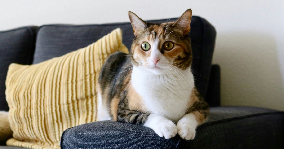 Zašto mačke često promatraju vlasnike iz daljine