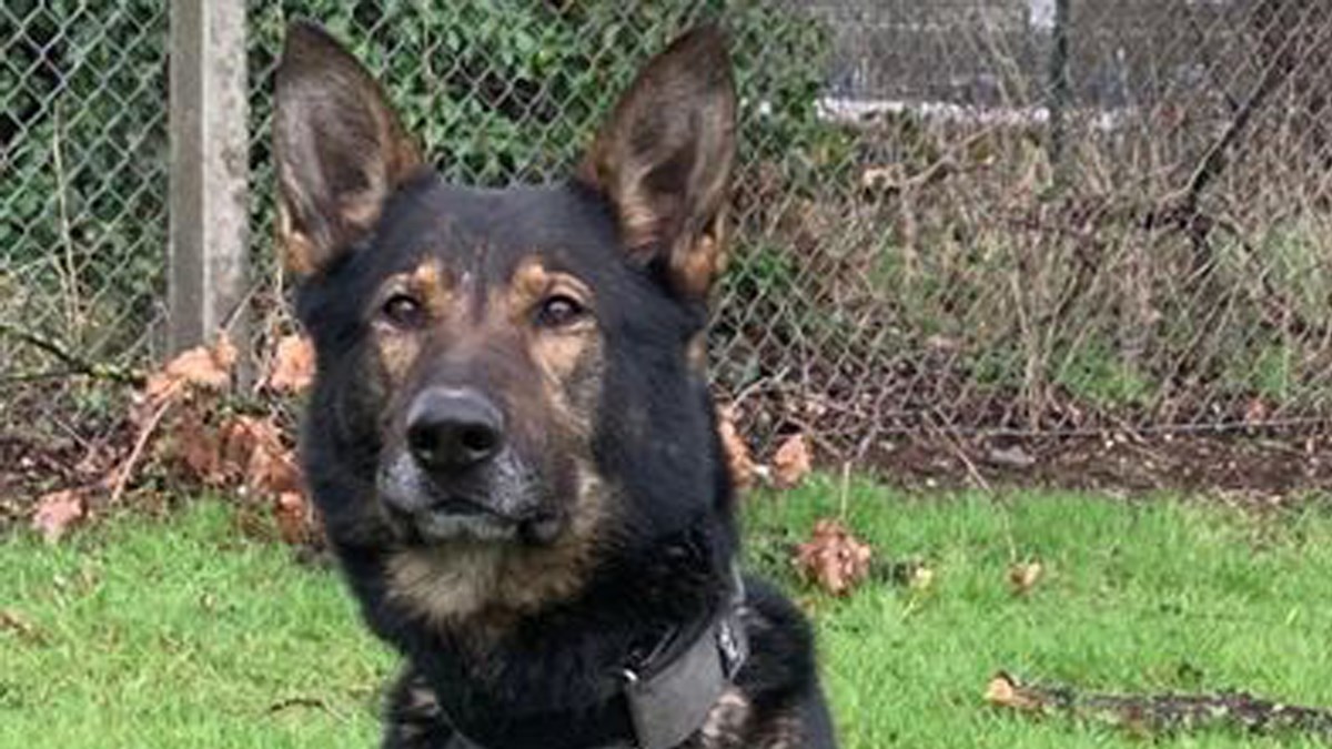 Policijski pas pronašao vjenčani prsten bačen u bračnoj svađi