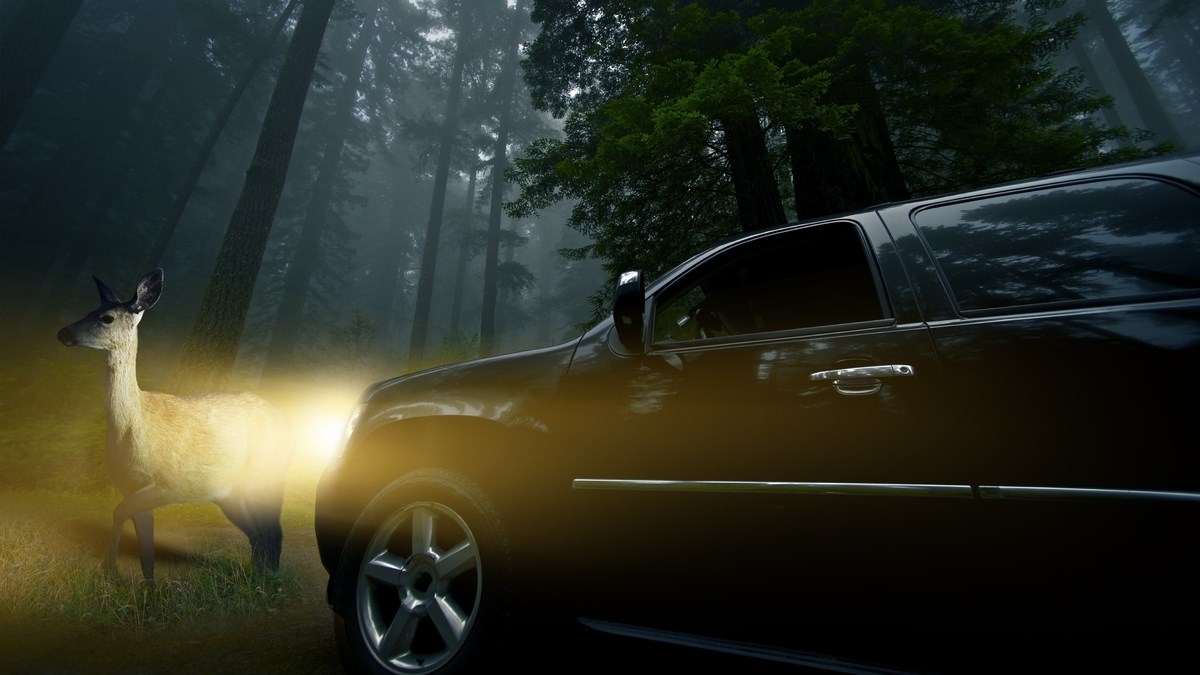 Požeško-slavonska policija upozorava na porast naleta automobila na životinje