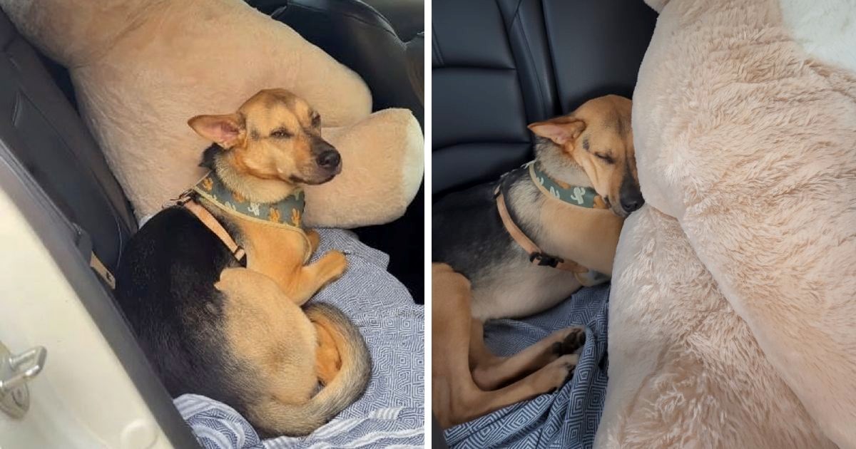 Udomljeni pas dobio svoju prvu plišanu igračku. Odmah se osjećao sigurno i zaspao