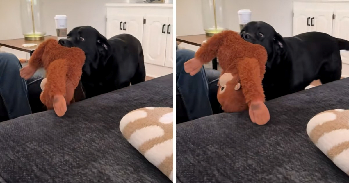 Dirljiva gesta: Labrador bebi poklonio svoju najdražu igračku