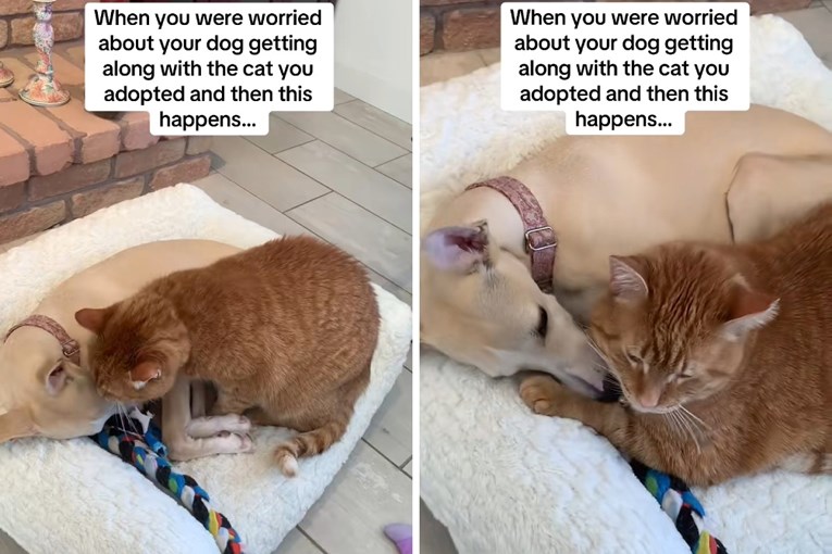 Žena se bojala da se mačak neće slagati sa psom, a onda ju je dočekao ovaj prizor