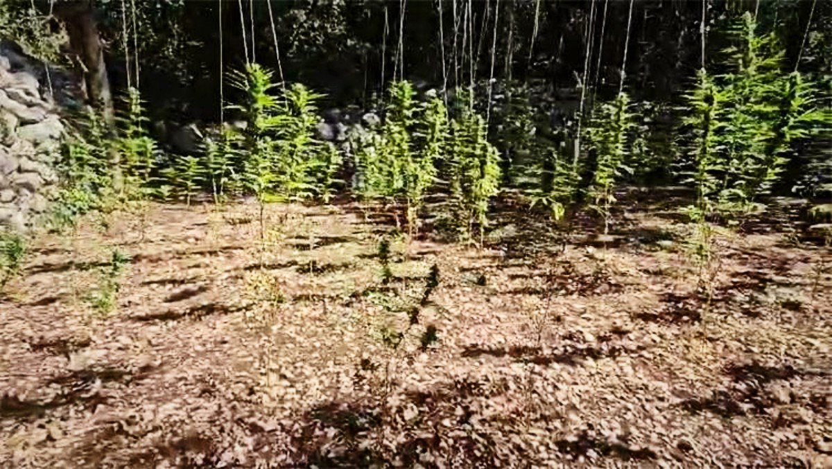 Kod Makarske pronađena plantaža marihuane, objavljena snimka