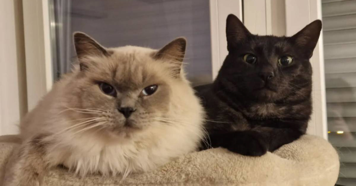 Kako su ljudi pripitomili mačke? Okrivena ključna prekretnica