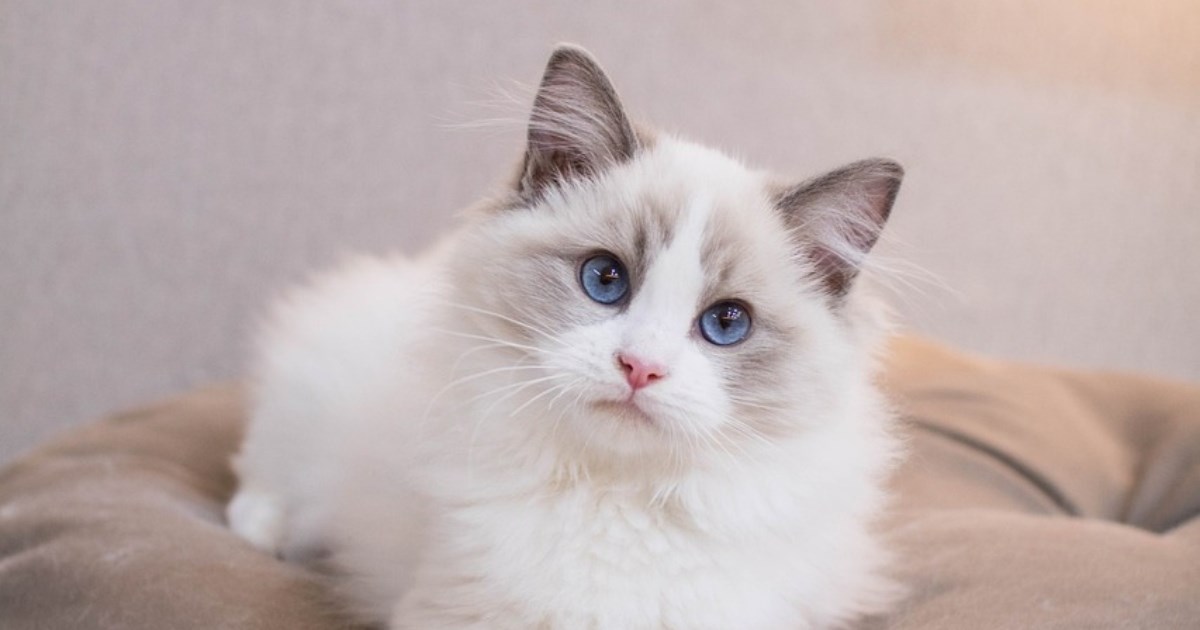 12 pasmina mačaka koje mogu živjeti i do 20 godina