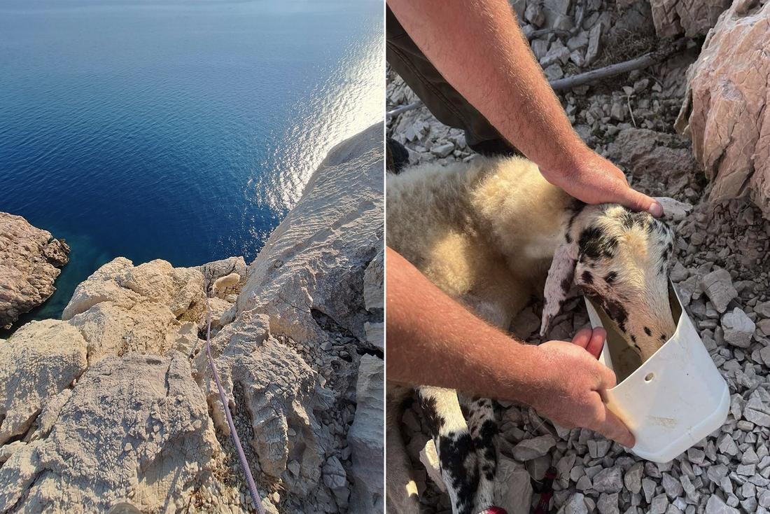 FOTO Ovca zaglavila na litici između Vrbnika i Baške, spasili je vatrogasci
