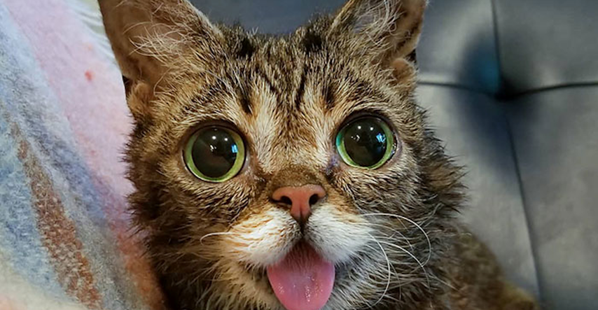 Uginula slavna Instagram maca, vlasnik raznježio svijet oproštajnom porukom