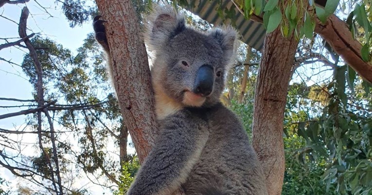 Australski park divljih životinja pronašao je mudar način da izvaže mladunče koale