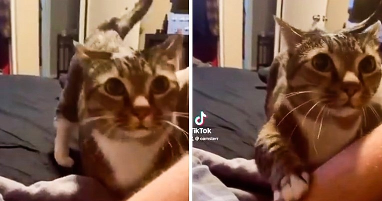 Snimka mačka kako traži od vlasnika da ga pomiluje hit je na internetu