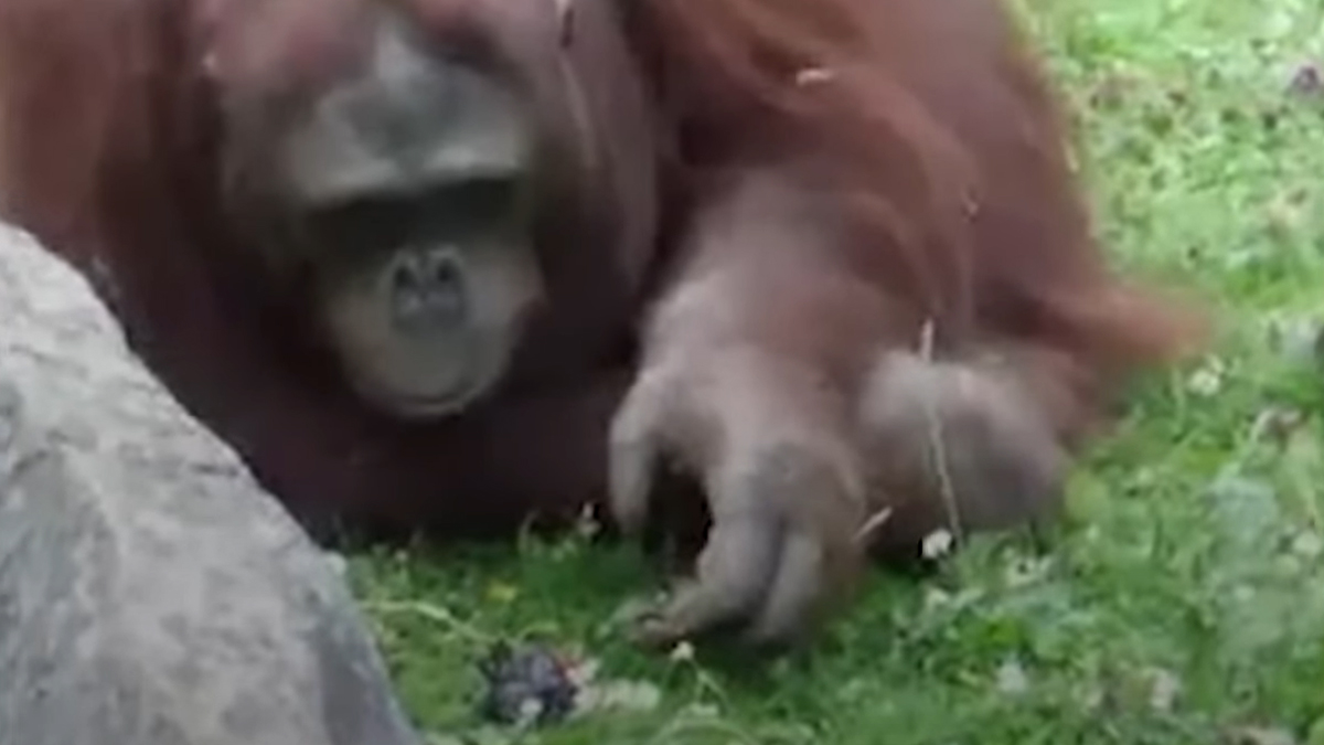 Životinje imaju velika srca, a ovaj je video pravi dokaz za to
