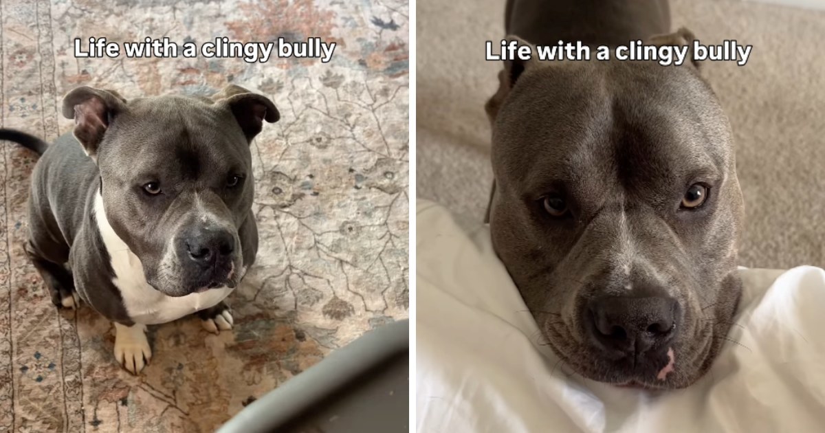 Ameri&#x10D;ki buldog svoju vlasnicu prati u stopu, video je hit na dru&#x161;tvenim mre&#x17E;ama