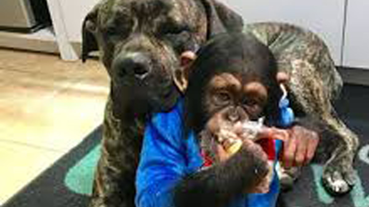 Kad spojite dvije nespojive vrste, dogodi se nešto čudesno