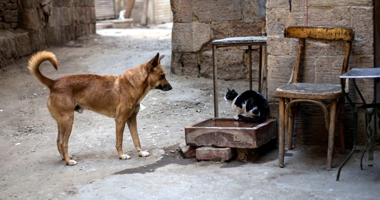 Zašto je sterilizacija važna - i kod pasa i kod mačaka
