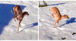 Pas Nino ne voli snijeg, hoda na prednjim nogama da ne bi previše dotaknuo tlo