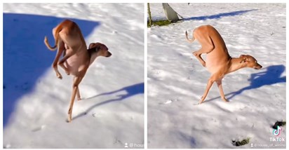 Pas Nino ne voli snijeg, hoda na prednjim nogama da ne bi previše dotaknuo tlo