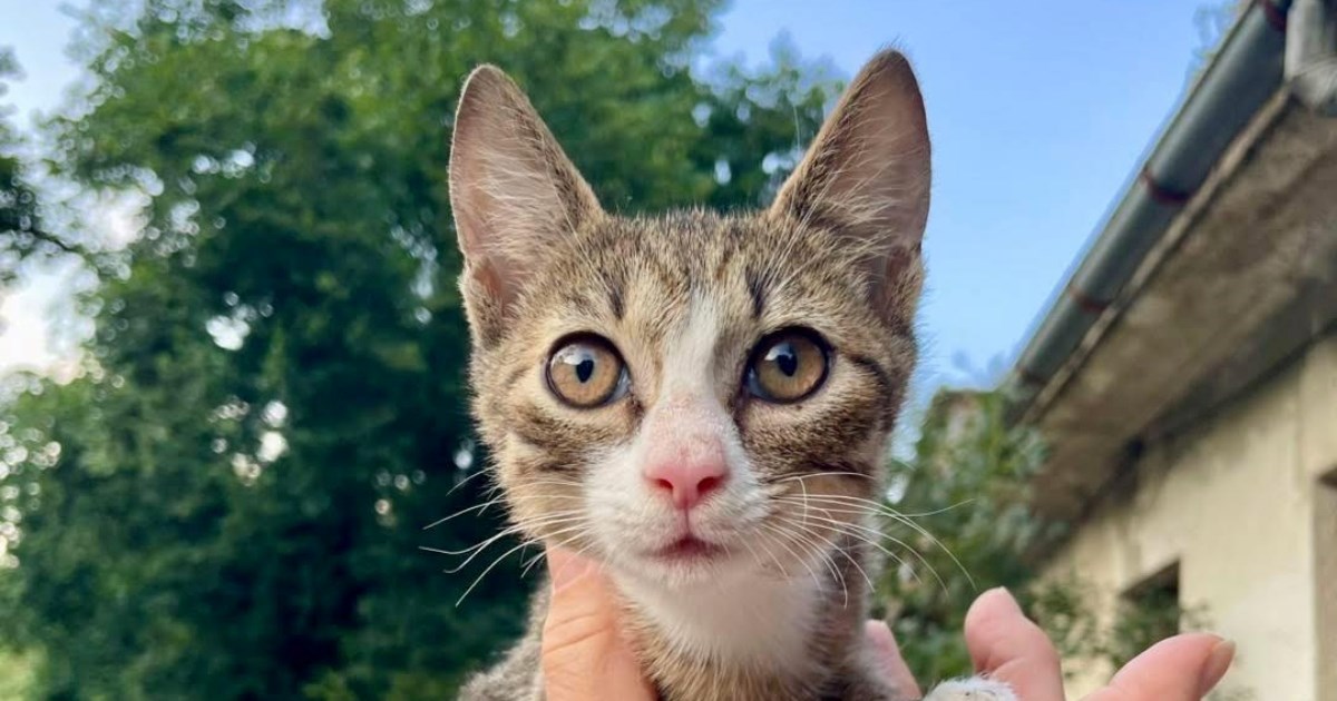 Milica je odbačena kod jednog kampa, sada traži šansu za bolji život