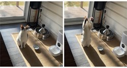 Ova mačka svako jutro započinje preslatkim plesom za vlasnicu, video je hit