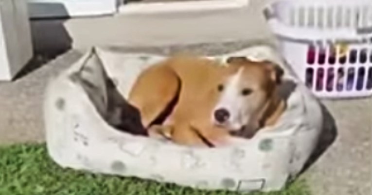 Pas svakog dana ukrade jastuke, iznese ih van i sunča se. Sad je iznio svoj krevet