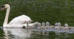 Samohrani tata labud odgaja mladunce nakon što je njegova partnerica iznenada uginula